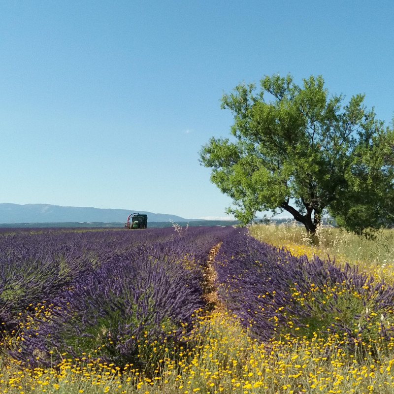 Lavande et lavandin_Valensole