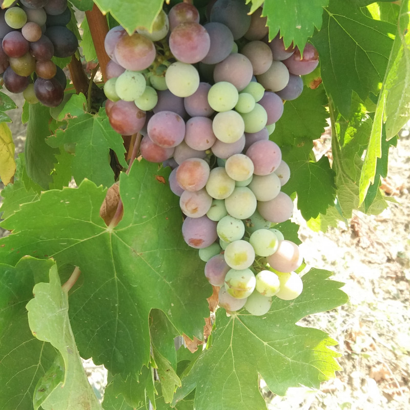 Itinéraire pédestre Pierrevert 