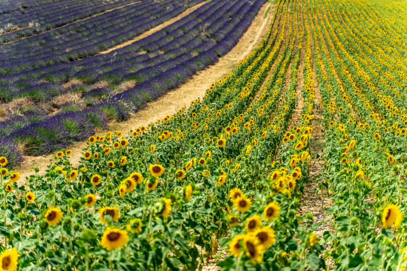 Champ de tournesols