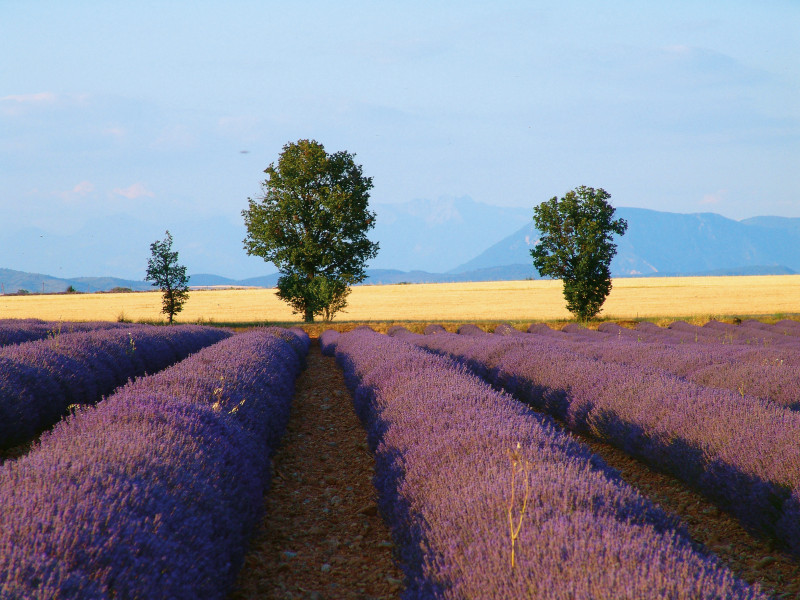 Plateau de Valensole - © Emulsion Plateau de Valensole