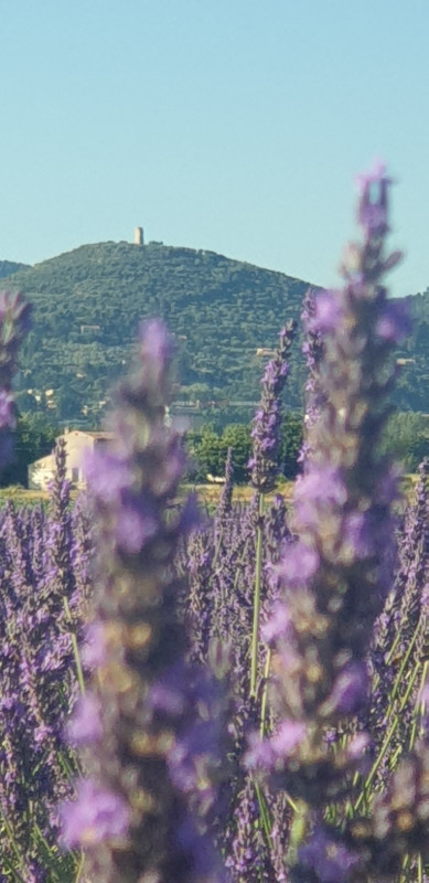 Vue sur le Mont d'Or