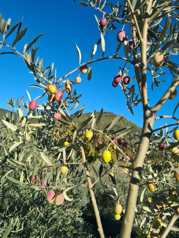 Olivier - © La Soleillerie Olivier