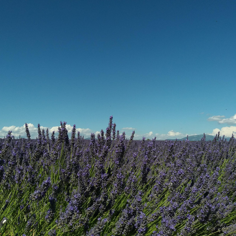 Le Plateau de Valensole_Valensole