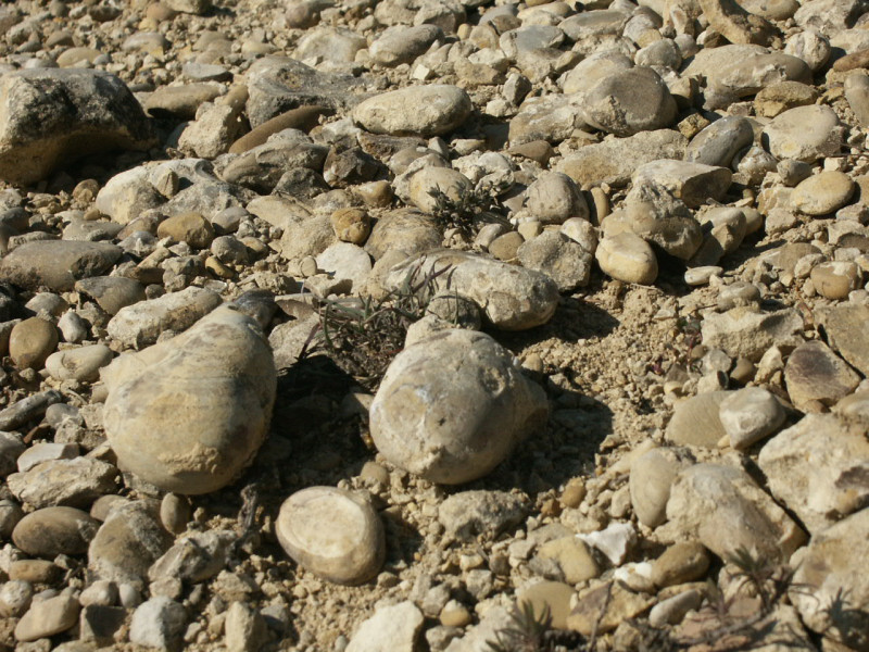 Le Plateau de Valensole_Valensole