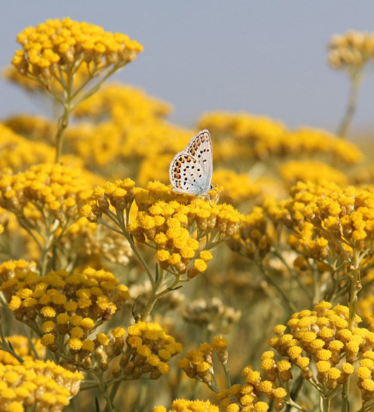 L'immortelle - © DR Chabot L'immortelle