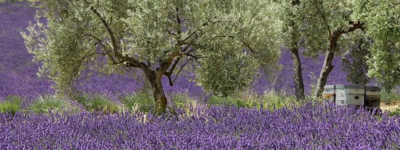 Lavande et oliviers - © DR Chabot Lavande et oliviers