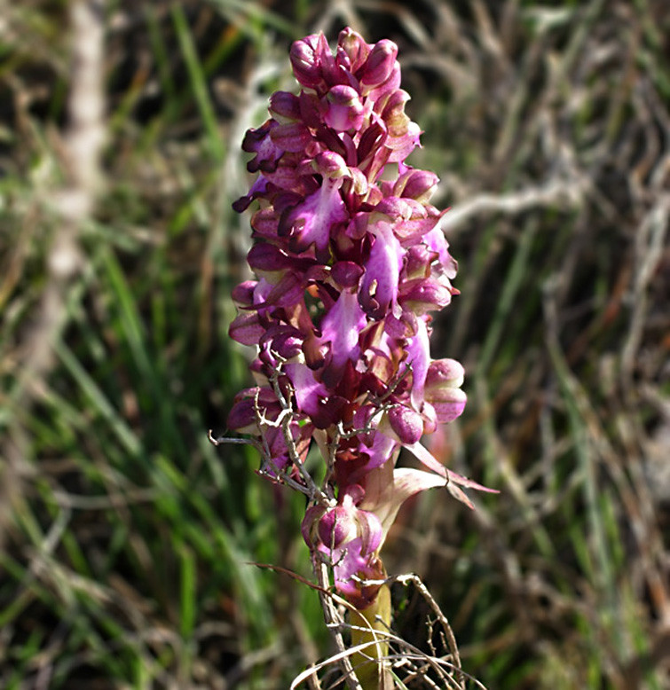 Orchidée - © Castellum Orchidée