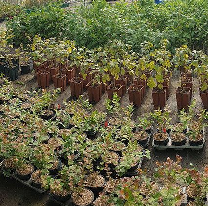 Plants de fruits rouges, petits fruits