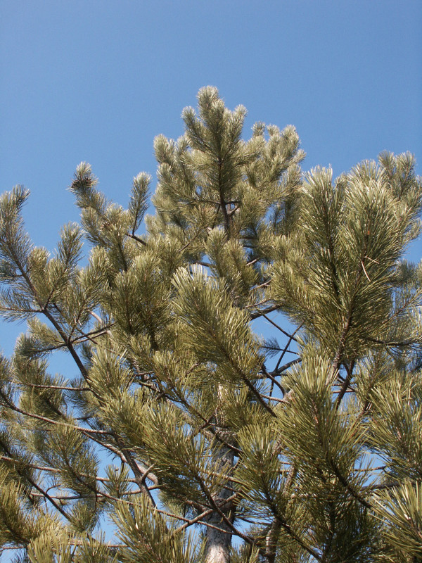 Pin sylvestre - © OTC DLVA Pin sylvestre