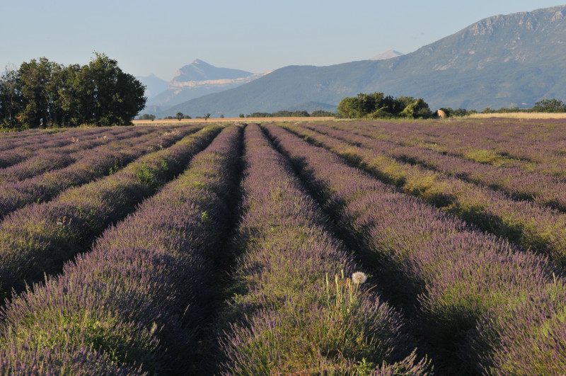 Du champ au flacon Du champ au flacon