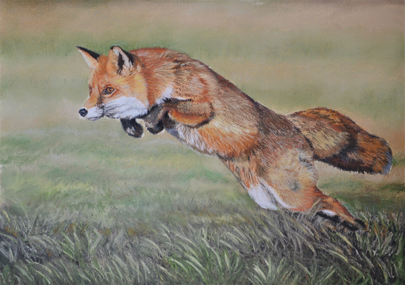 Renard roux traquant une proie