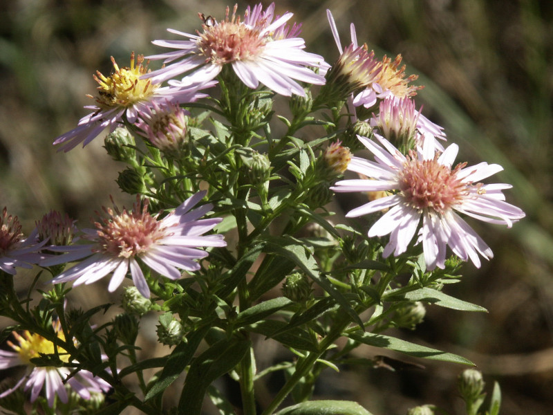 Aster - © Bureau d'Information Touristique Oraison Aster