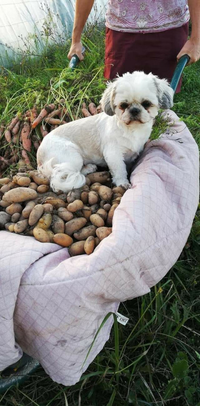 Récolte