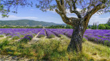 Plateau de Valensole