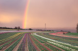 Champs de tulipes à La Brillanne