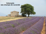 Lavandes à Valensole