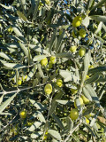 olives