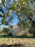 loliveenchantée