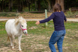 Equicoaching