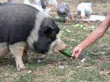 Ferme la Bohème