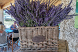Visit winery and lavender farm
