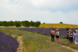 Visit winery and lavender farm