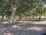 Truffières