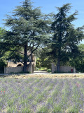 Mas les cistes de provence