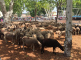Fête de la transhumance 2025_Vinon-sur-Verdon