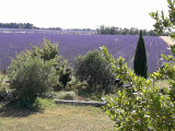 Vue partiel du jardin