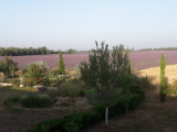 Vue partiel du jardin