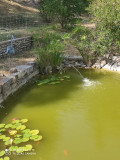 la mare aux poissons rouges