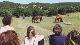 Equicoaching