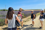 Escapade dans les lavandes