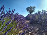 Champ de lavande - © Stéphanie TAQUIN Champ de lavande