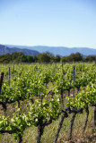 Les vignes - Domaine de Château Rousset