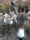 Découverte des ânes