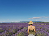champ de lavandes