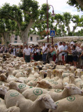 Fête de la Transhumance à Riez