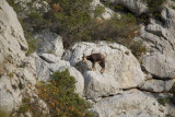 Chamois sur le Rocher de Volx Chamois sur le Rocher de Volx