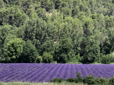 Champ de lavande en face du Gîte