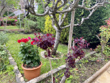 Nos belles fleurs