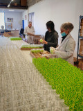 Ciriers de Provence_Sainte-Tulle