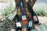 Domaine de la Blaque_Pierrevert