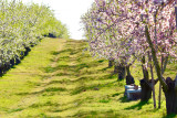 Les Grandes Marges_Valensole
