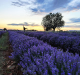 Champs de lavande