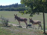 Anes de provence