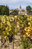 Vigne - © T.Vergoz Vigne