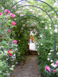 Roses en fleurs - © abbaye de valsaintes Roses en fleurs