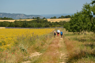 Escapade dans les lavandes